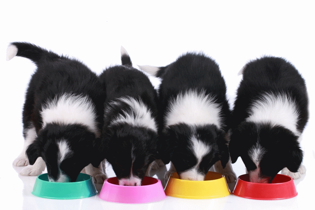 Pets Deli: achtstellige Finanzierungsrunde für Tiernahrungs-Start-up