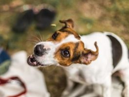 Biotech-Start-up sammelt 11 Mio. USD für fleischloses Hundefutter ein