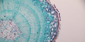 Neue Finanzierungsrunde für PL BioScience: TechVision Fonds I investiert in Nährlösung zur Anzüchtung von Zellkulturen