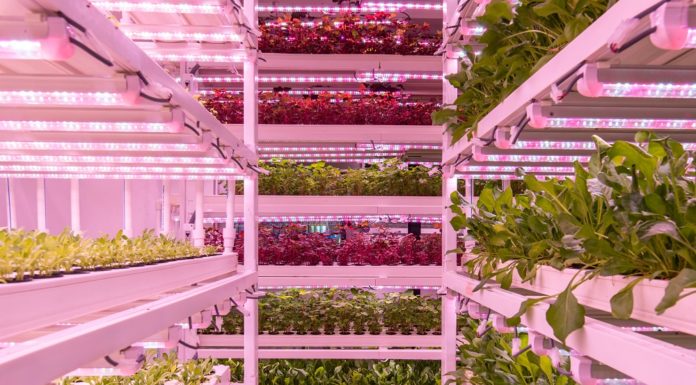 BASF Venture Capital beteiligt sich an UrbanKisaan BASF Venture Capital beteiligt sich an UrbanKisaan