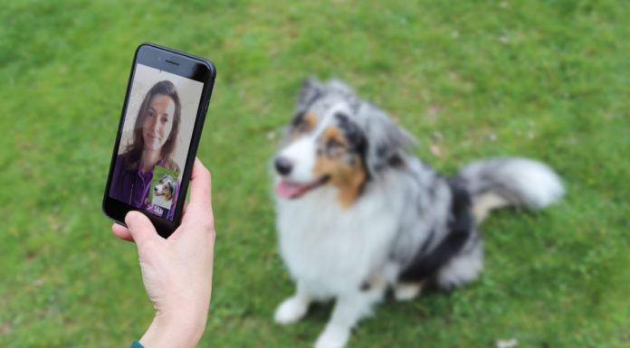 Online-Tierarzt für Hund, Katze & Maus TechVision Fonds investiert in Dr. SAM