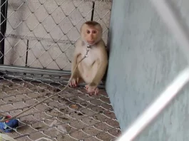 Affen werden laut PETA in Kokos-Milch-Betrieben in Thailand an Ketten gehalten | (c) PETA