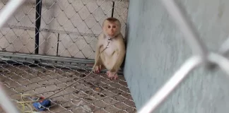 Affen werden laut PETA in Kokos-Milch-Betrieben in Thailand an Ketten gehalten | (c) PETA