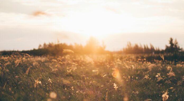 Die Rolle von Künstlicher Intelligenz im ESG-Reporting Rolle von KI im ESG-Reporting