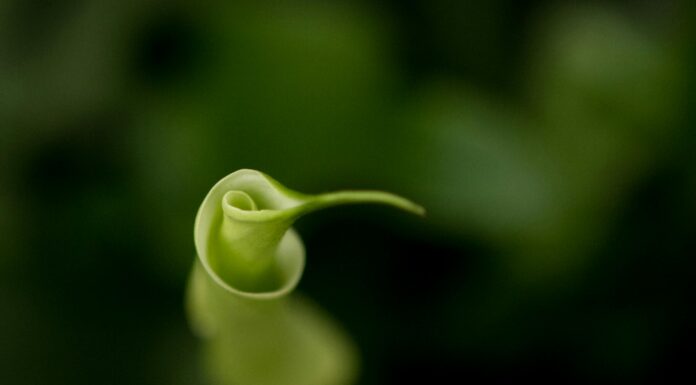 Syntra Corporate Finance erwartet Erholung im deutschen M&A-Markt Syntra Corporate Finance erwartet Erholung im deutschen M&A-Markt