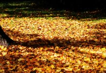 German Bionic beantragt Insolvenz nach geplatzter Finanzierungsrunde Pexels