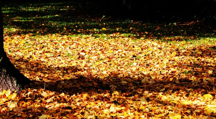 German Bionic beantragt Insolvenz nach geplatzter Finanzierungsrunde Pexels