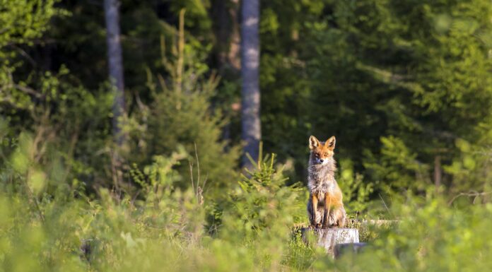 Jurafuchs sichert sich erfolgreich weiteres Wachstumskapital Pexels