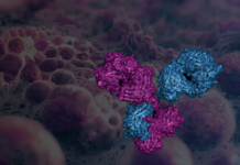 Promatix expands target space for ADCs with bispecific platform (c) Promatix