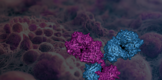 Promatix expands target space for ADCs with bispecific platform (c) Promatix